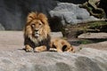 Lion male on the rocky place in the captivity Royalty Free Stock Photo