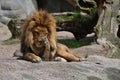 Lion male on the rocky place in the captivity Royalty Free Stock Photo