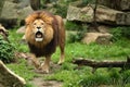 Lion male on the rocky place in the captivity