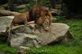 Lion male on the rocky place in the captivity Royalty Free Stock Photo