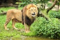 Lion male on the rocky place in the captivity