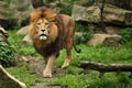 Lion male on the rocky place in the captivity. Royalty Free Stock Photo