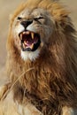 Lion male showing teeth, Serengeti Royalty Free Stock Photo