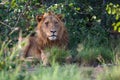 Lion male in Timbavati