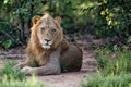 Lion male in Timbavati Royalty Free Stock Photo