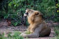 Lion male in Timbavati Royalty Free Stock Photo