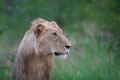 Lion male in Timbavati Royalty Free Stock Photo