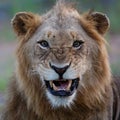 Lion male in Timbavati Royalty Free Stock Photo