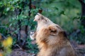 Lion male in Timbavati Royalty Free Stock Photo