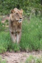 Lion male in Timbavati