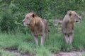 Lion male in Timbavati Royalty Free Stock Photo