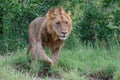 Lion male in Timbavati