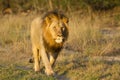Lion male walking in road Royalty Free Stock Photo