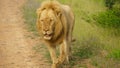 Lion male walking in Zambia