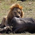 Lion male with wildebeest kill, Serengeti