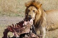 Lion male with zebra kill Royalty Free Stock Photo