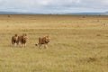 Lion males in the Masai Mara