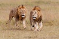 Lion males in the Masai Mara