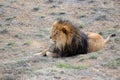 Lion with mane, by itself in open field Royalty Free Stock Photo