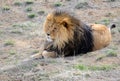 Lion with mane, by itself in open field Royalty Free Stock Photo