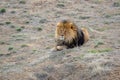 Lion with mane, by itself in open field Royalty Free Stock Photo