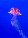 Lion mane jellyfish also known as jelly-like arctic lion mane marine animal Royalty Free Stock Photo