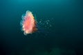 Lion' mane jellyfish under water in sea of japan Royalty Free Stock Photo