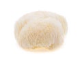 Lion mane mushroom isolated on white background Royalty Free Stock Photo