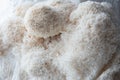 Lion mane mushroom isolated on white Royalty Free Stock Photo