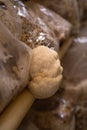 lion mane mushrooms grow on mushrooms farm