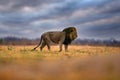 Lion mane. Portrait of African lion, Panthera leo, detail of big animals, Etocha NP, Namibia, Africa. Cats in dry nature habitat, Royalty Free Stock Photo