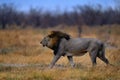 Lion mane. Portrait of African lion, Panthera leo, detail of big animals, Etocha NP, Namibia, Africa. Cats in dry nature habitat, Royalty Free Stock Photo