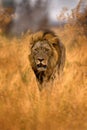 Lion mane. Portrait of African lion, Panthera leo, detail of big animals, Etocha NP, Namibia, Africa. Cats in dry nature habitat, Royalty Free Stock Photo