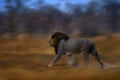 Lion mane. Portrait of African lion, Panthera leo, detail of big animals, Etocha NP, Namibia, Africa. Cats in dry nature habitat, Royalty Free Stock Photo