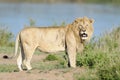 Lion at Mara River Royalty Free Stock Photo