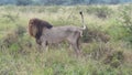 Lion marking his teritory, he wants no other male around his area Royalty Free Stock Photo