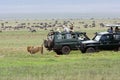 Lion is marking territory in the Ngorongoro crater