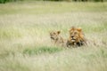 Lion mating couple in the grass.