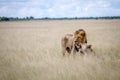 Lion mating couple in the high grass.