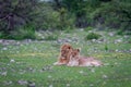 A Lion mating couple laying in the grass. Royalty Free Stock Photo