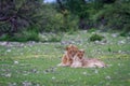 A Lion mating couple laying in the grass. Royalty Free Stock Photo