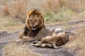 Lion mating couple in the Masai Mara