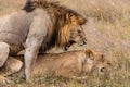 Lion mating couple in the Masai Mara