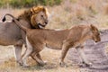 Lion mating couple in the Masai Mara