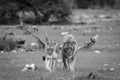 Lion mating couple walking in the grass. Royalty Free Stock Photo