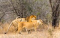 Lion mating pair