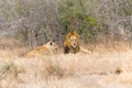Lion mating pair resting