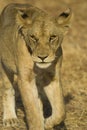 Lion in Mikumi National Park, Tanzania Royalty Free Stock Photo