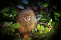 Lion monkey in the Aachen zoo in Germany