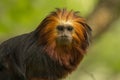 Lion Monkey Royalty Free Stock Photo